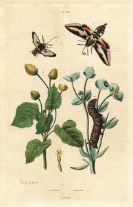 Spurgehökfjäril, Hyles euphorbiae och larv 1, bålgetingsmal, Sesia apiformis 2 och tandvärkväxt, Spilanthes-arter av Unbekannt