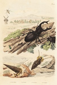 Hjortbagge, Lucanus hjort 1, Cerithium sulcatum och Rhinoclavis grova blötdjur 3,4, Cerocoma elateroides 5 och Keroplatus tipuloides geting 6 av Unbekannt