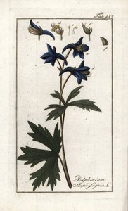 Staphisegar eller ört med löss, giktgräs eller vild druva (Delphinium staphisagria). Litografi från "Afbeelding der Artseny-Gewassen" av Johannes Zorn (1739-1799), Nederländerna av Unbekannter Künstler
