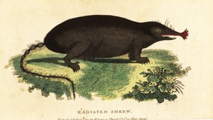 Stjärnnosmullvad, Condylura cristata., 1800 (gravyr) av Unbekannter Künstler
