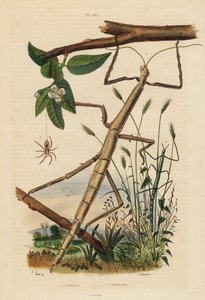 Stickinsekter eller fasmider, Carausius morosus och Clonopsis gallica, och vandrande krabbaspindel, Philodromus aureolus av Unbekannt