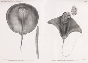 Stingray, fram och bak av Unbekannt