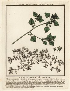 Stinkande gåsfot, Chenopodium vulvaria. av Unbekannter Künstler