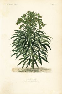 Stinkande hellebore, Helleborus foetidus, Hellebore fetide av Unbekannt