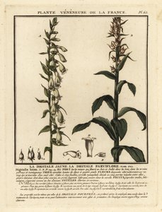 Fixglove med halm, Digitalis lutea. av Unbekannter Künstler