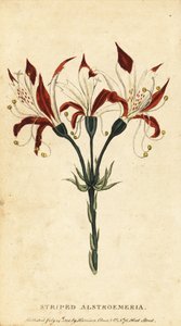 Randig alstroemeria, Alstroemeria ligtu. ,1800 (gravyr) av Unbekannter Künstler