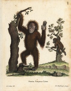 Sumatraorangutang, Pongo abelii. Akut hotad. Handkolorerat kopparstick efter en illustration av R. Oakes från Johann Christian Daniel Schreber