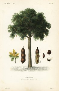 Tamarindträd, Tamarindus indica, Tamarinier av Unbekannt