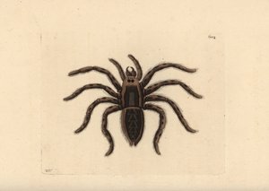 Tarantula vargspindel, Lycosa tarantula (Tarantula spindel, Aranea tarantula). Illustration ritad och graverad av Richard Polydore Nodder. Handkolorerat kopparstick från George Shaw och Frederick Nodders The Naturalist