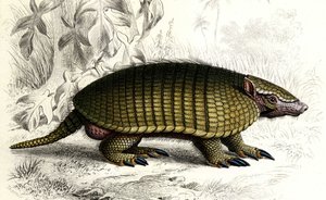 Encoubrt armadillo (Dasypus sexeinetus), edentes däggdjur. I "Dictionnaire universel d