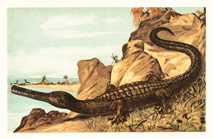 Teleosaurus cadomensis, utdöd art av marin krokodil.1908 (litografi) av Unbekannter Künstler