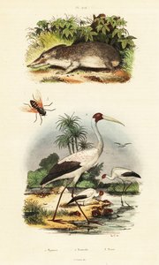 Tenrec, stork och hästfluga., 1834-1839 (gravyr) av Unbekannter Künstler