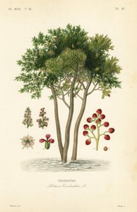 Terebinth eller terpentinträd, Pistacia terebinthus, Terebinthe av Unbekannt