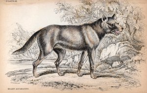 Chenu-räven eller räven från Brasilien, Lycalopex vetulus - Litografi av överste Charles Hamilton Smith för att illustrera Naturalist