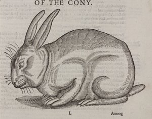 The Cony av Unbekannt