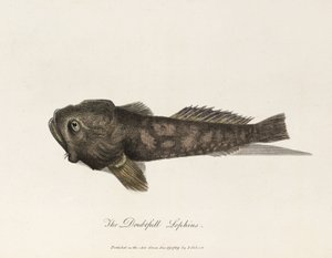"Den tveksamma Lophius" av Unbekannter Künstler