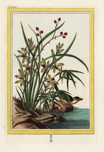 Kinas Elleborin. Helleborine orkidé, Cephalanthera longifolia. Handkolorerad etsning av Pierre Joseph Buchoz "Dyrbar och upplyst samling av de vackraste och märkligaste blommorna, odlade både i Kinas och i Europas trädgårdar, av Unbekannter Künstler