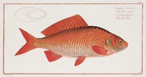 "Guldfisken" av Unbekannter Künstler