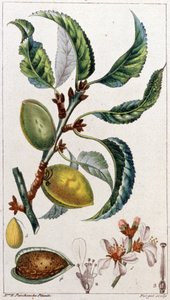Mandelträdet, ca 1801-1850 (gravyr) av Unbekannter Künstler