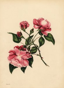 Den ständigt blåsande rosen, skönhet alltid ny av Unbekannt