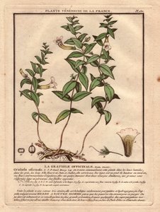Gratiole officinale (Gratiola officinalis). Venös växt, beskrivning av växt, stam, blad, blommor och rötter. Detaljer om kalk, pistill och kapsel. Eau forte en couleurs 1700-tal, i Herbier de la France (1780-1793), teckning, gravyr och p av Unbekannter Künstler
