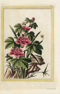 Det lila trädet har inkarnerade blommor. Rosenmalva, Hibiscus syriacus. Handkolorerad etsning från Pierre Joseph Buchoz "Dyrbar och upplyst samling av de vackraste och märkligaste blommorna, odlade både i Kinas och Europas trädgårdar, av Unbekannter Künstler