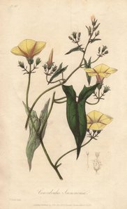 Scammonee (Convolvulus scammonia) - Starkt vatten av William Clarke för att illustrera "Medical Botanical, Description of the Medicinal Plants of London, Edinburgh, and Dublin" av John Stephenson och James Morss Churchill, publicerad i London av John Churc av Unbekannter Künstler