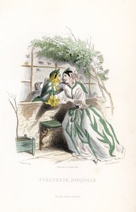 Knölvialen och en påsklilja uppvaktas på en trädgårdsbänk intill en mur - Eau forte av Charles Geoffroy (1819-1882), efter en illustration av Jean Ignace Isidore Gerard dit J.J.Granville (1803-1847), för Les fleurs animees av Unbekannter Künstler