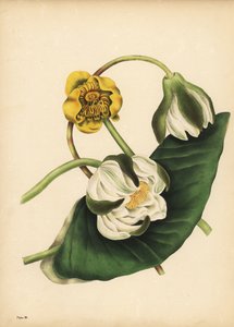 Den vita näckrosen, Nymphaea odorata och gul näckros, Nuphar lutea, Silence av Unbekannt