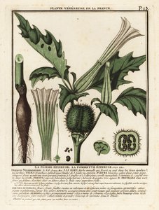 Taggäpple, Datura stramonium. av Unbekannter Künstler