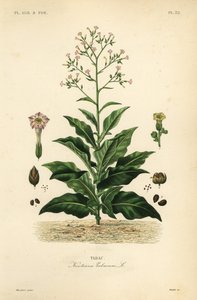 Tobaksväxt, Nicotiana tabacum, Tabac av Unbekannt