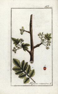 Tomentos eller tacamacgummi (Elaphrium tomentosum). Litografi från "Afbeelding der Artseny-Gewassen" av Johannes Zorn (1739-1799), Nederländerna av Unbekannter Künstler