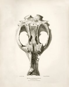 Toxodon Crane, ett förhistoriskt djur som Charles Darwin hittade nära Montevideo, Uruguay under sin upptäcktsresa ombord på Beagle. The Zoology of the voyage of H.M.S. Beagle under befäl av kapten Fitzroy under åren 1832 till 1836 redigerad och översatt av av Unbekannter Künstler