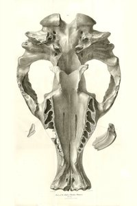 Toxodon Crane, ett förhistoriskt djur som Charles Darwin hittade nära Montevideo, Uruguay under sin upptäcktsresa ombord på Beagle. The Zoology of the voyage of H.M.S. Beagle under befäl av kapten Fitzroy under åren 1832 till 1836 redigerad och översatt av av Unbekannter Künstler