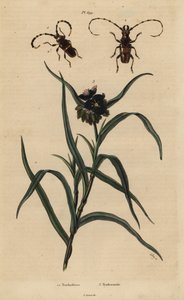 Trachyderes succinatus 1, Trachyderes mandibularis 2 och Virginia spindelört, Tradescantia virginiana 3 av Unbekannt
