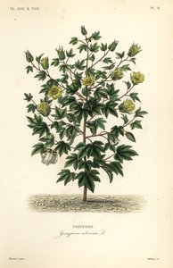 Trädbomull, Gossypium arboreum, Cotoninier av Unbekannt