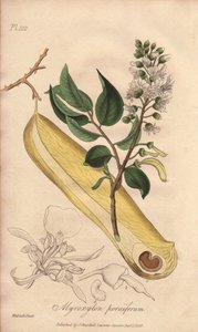 Feberträd (Myroxylon peruiferum) - Starkt vatten av William Clarke för att illustrera "Medical Botanical, Description of the Medicinal Plants of London, Edinburgh and Dublin" av John Stephenson och James Morss Churchill, publicerad i London av John Church av Unbekannter Künstler