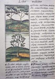 Träd, vilda cypresser och granar, sida från Florentine Codex, tvåspråkig version på spanska och Nahuatl, General History of Things of New Spain, av den spanske missionären Fray Bernardino de Sahagun (1499-1590). Aztekisk civilisation av William M. Timlin