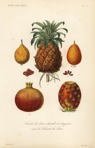 Tropiska frukter, växthus eller tempererade frukter av Unbekannt