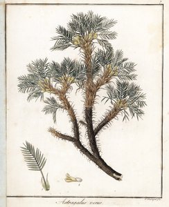 Äkta astragalus - Litografi av F. Guimpel, hämtad från medicinsk botanik av Friedrich Gottlob Haynes (1763-1832), Berlin av Unbekannter Künstler