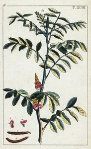 Äkta indigo, Indigofera tinctoria. av Unbekannter Künstler