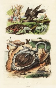 Tunnskal och eurasisk wryneck. av Unbekannter Künstler