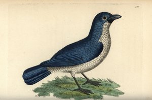 Turatis boubou, Laniarius turatii (blå törnskata, Lanius bicolor). Illustration ritad och graverad av Richard Polydore Nodder. Handkolorerat kopparstick från George Shaw och Frederick Nodders The Naturalist