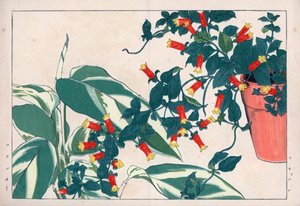 Tvåfärgad manettia i kruka och dicadame eller ört med pilar. Knallrot, Manettia bicolor, i en blomkruka och pilrot, Maranta arundinacea. Handkolorerat träsnitt från Konan Tanigamis "Seiyou Sokazufu" (Bildalbum över västerländska växter och av Unbekannter Künstler