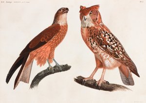 Två färgillustrationer av fåglar av Unbekannt