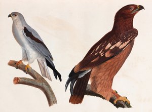 Två färgillustrationer av fåglar av Unbekannt