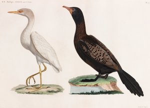 Två färgillustrationer av fåglar av Unbekannt