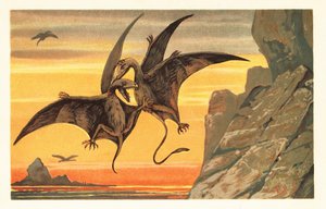 Två pterodactyler slåss mitt i flykten mot en röd himmel. 1908 (litografi) av Unbekannter Künstler