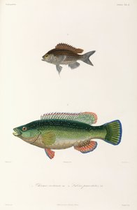 Två typer av fisk, Svarta havet av Unbekannter Künstler