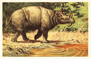 Uintatherium anceps, utdöd växtätande däggdjur från eocen.1908 (litografi) av Unbekannter Künstler